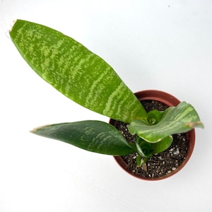 Sansevieria hahnii - 4&quot; live indoor succulent house plant, easy-care, air-purifying plant - host gift, desk top plant, drought-tolerant