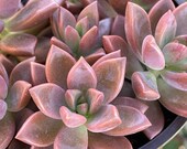 Graptosedum 39 Vera Higgins 39 live outdoor xeriscape succulents garden plant 4 quot