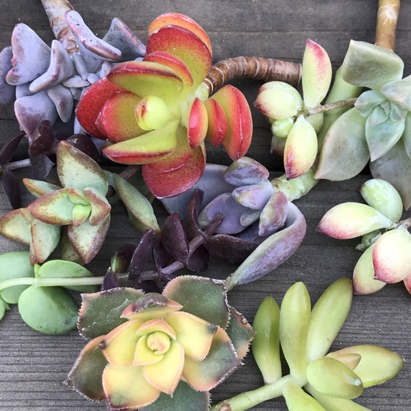 Cuttings - Colorful Succulent Mystery Variety - (14)
