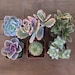 2' Mixed Succulent Pack - Cute Mystery Box  with Potted Plants - Live succulents for DIY fairy gardens & arrangements; ships in pot 