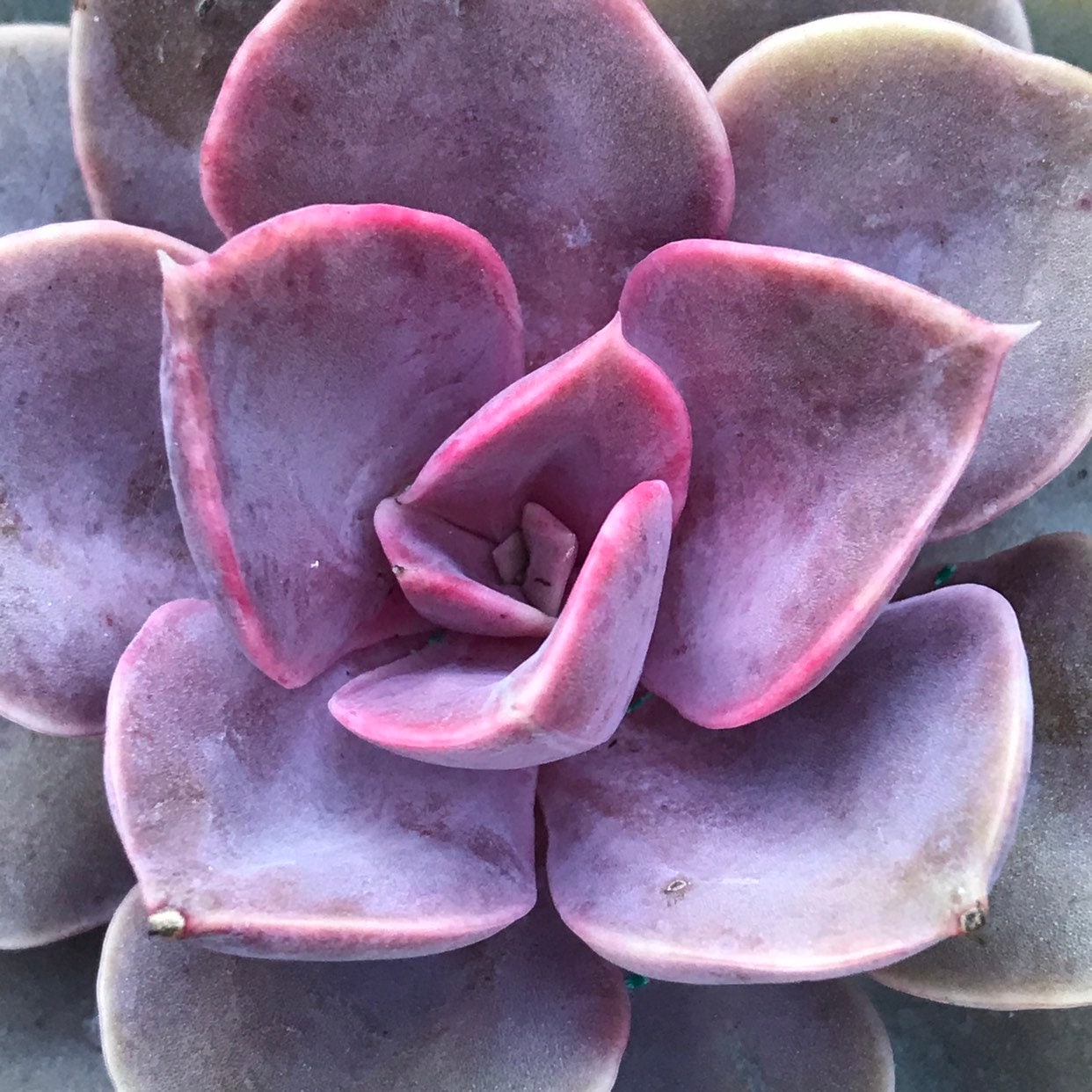 Echeveria 'Purple Pearl' - 4"