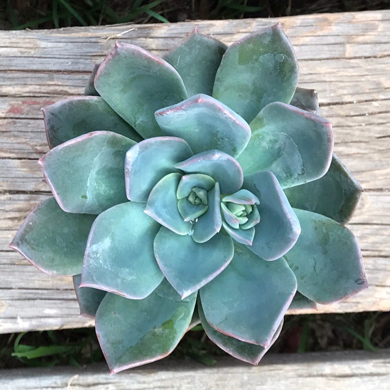 Echeveria 'Princess Blue' - 4" succulent plant, living g…