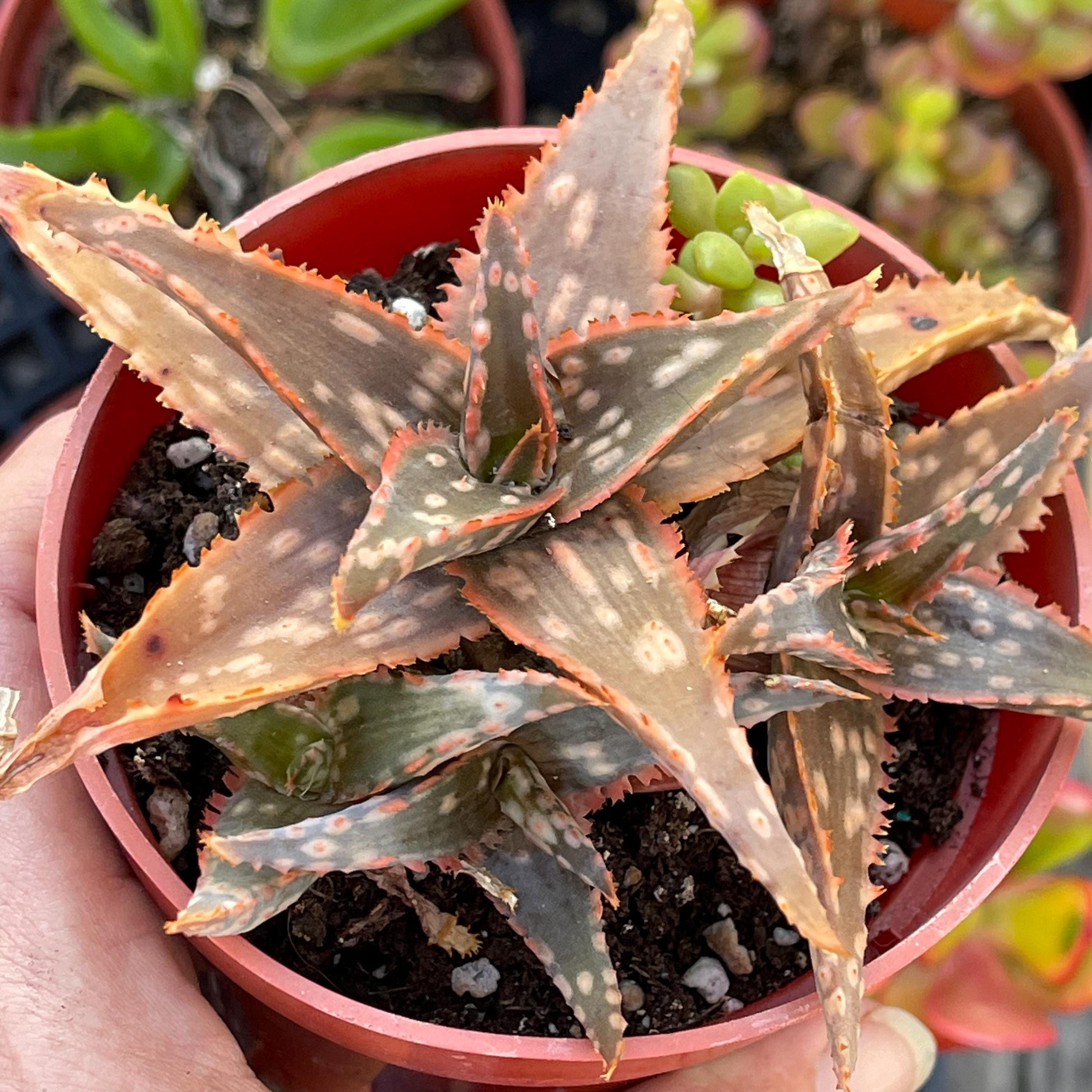 ハオルチア・アロエ TCT Aloe hyb Glorious dragon & Blue Gray TCT