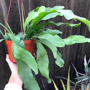 Epiphyllum oxipetalum &#39;Queen of the Night&#39; CUTTING orchid cactus succulent outdoor plant , 4-6&quot; long