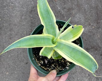 Variegated Agave vilmoriniana 'Stained Glass' - 6” Drought-tolerant, easy-care live rooted succulent for dry, xeriscape landscape, collector