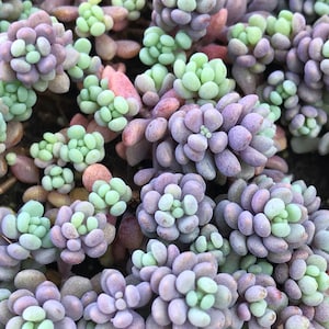 Sedum dasyphyllum 'Minor' - 4” Live Succulent Plant with Rainbow Coloration, Sprawling Spiller for arrangements, planter pots, flower beds