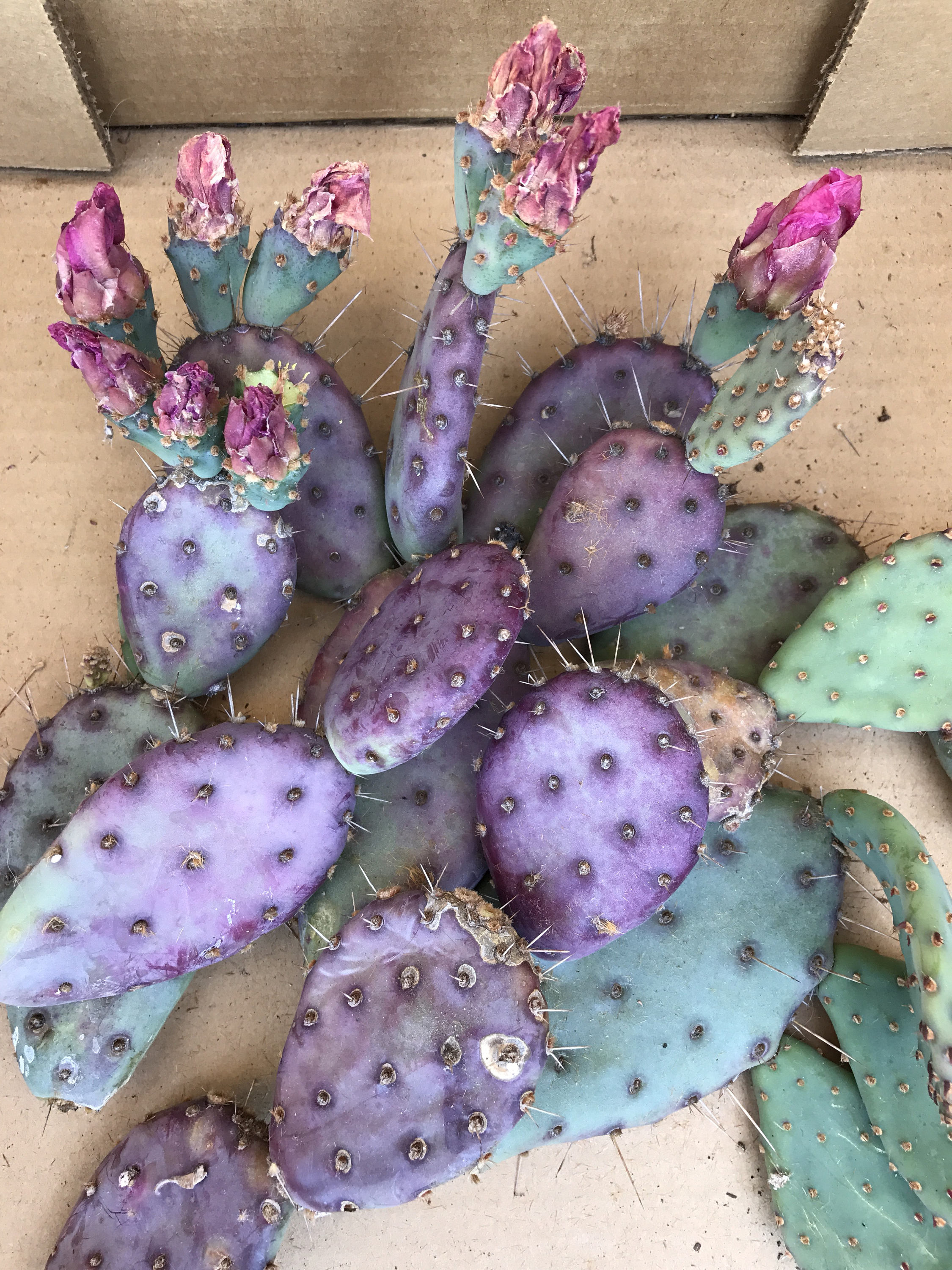 Opuntia Santa Rita 'Baby' rare purple cactus pads set Etsy