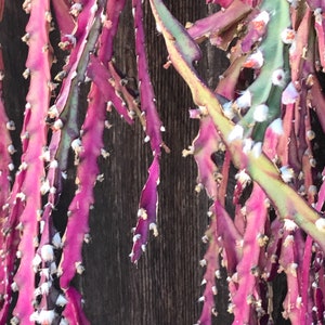 May include: A close-up of a pink and green cactus with white flowers growing against a wooden background.
