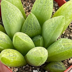 May include: A close-up of a succulent plant with light green, pointed leaves. The leaves have a speckled pattern and are arranged in a rosette shape.