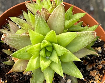 Haworthia batesiana cluster - 4" Succulent Plant - Easy-care, drought-tolerant, live, rooted plant for collectors, Unique translucent leaves