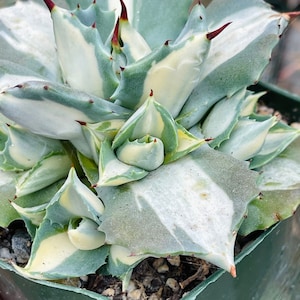 Agave parryi 'Border Guard' 98 Small Agave Plants - Etsy