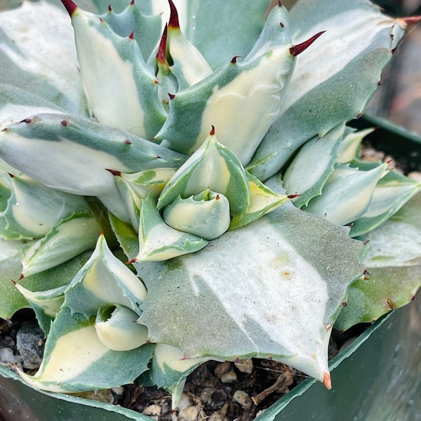 Agave isthmensis 'Ohi Raijin Shiro Nakafu' - 4” Variegated unique live succulent plant, Small easy-care drought-tolerant gift for collectors