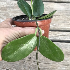 Hoya australis - 4 INCH - rooted hanging houseplant, blooms clusters of fragrant flowers, wax plant, indoor, unique living gift