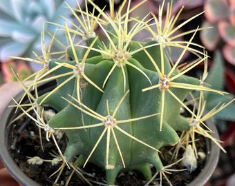 Ferocactus glaucescens cactus - 4” Live rooted succulent, Ball Cactus with yellow spines, Drought-tolerant dry garden plant, New home gift