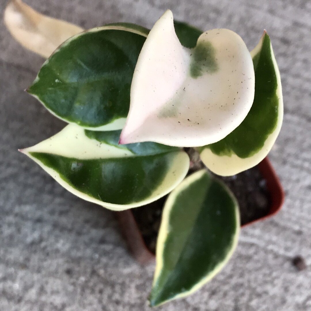 Hoya Carnosa 