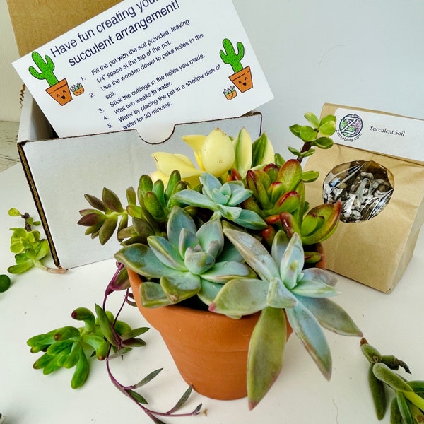 DIY Succulent Arrangement Kit w/ 3” Pot - Desktop Mini Garden Plants - Employee Gift - Team Building Project - Adult and Kids Birthday Gift