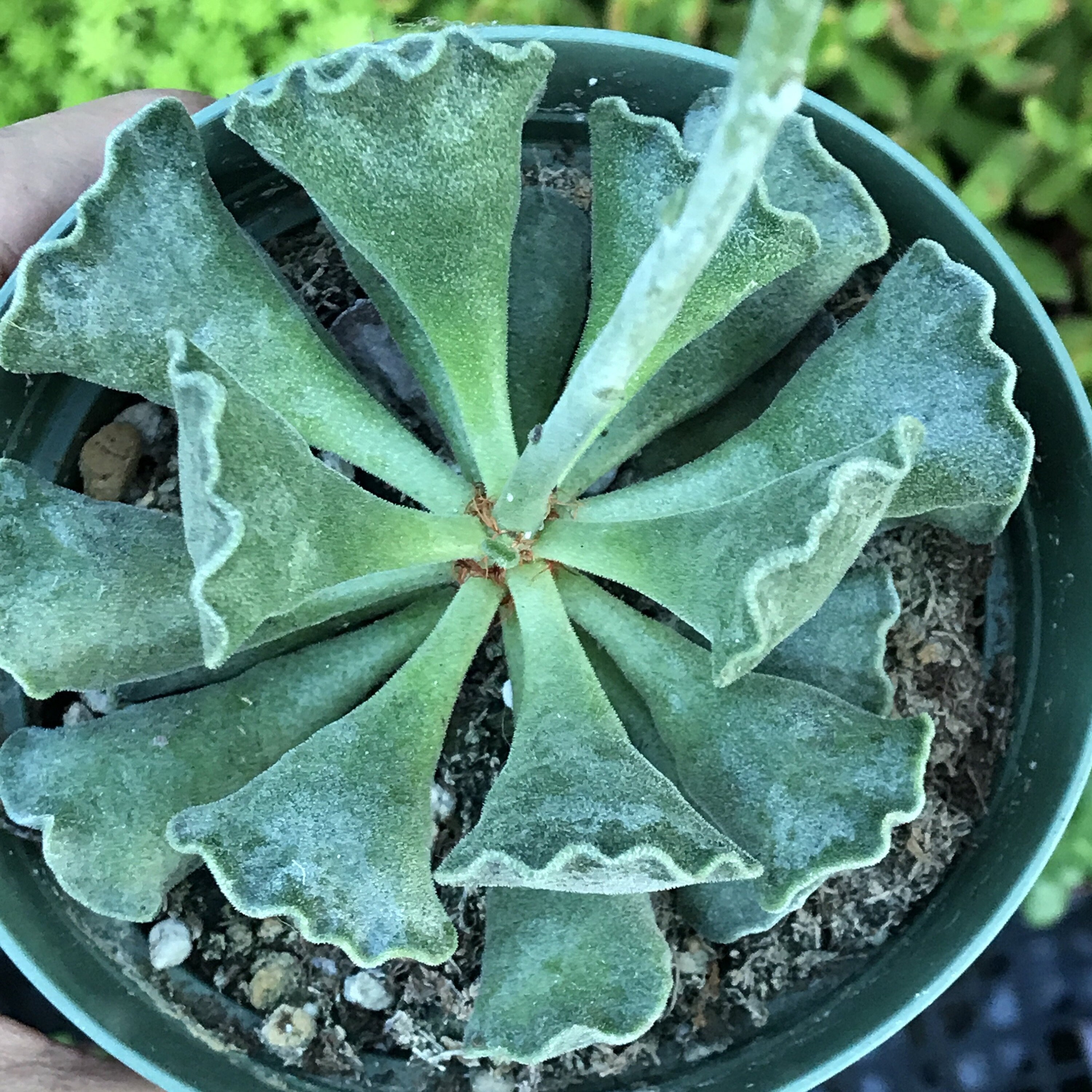 Key Lime Pie succulent plant, Adromischus cristatus, live rooted outd…