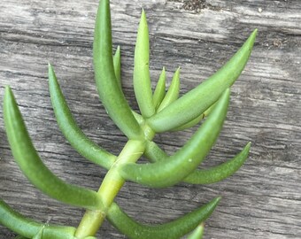 Miniature Pine Tree Succulent Cuttings - Crassula tetragona