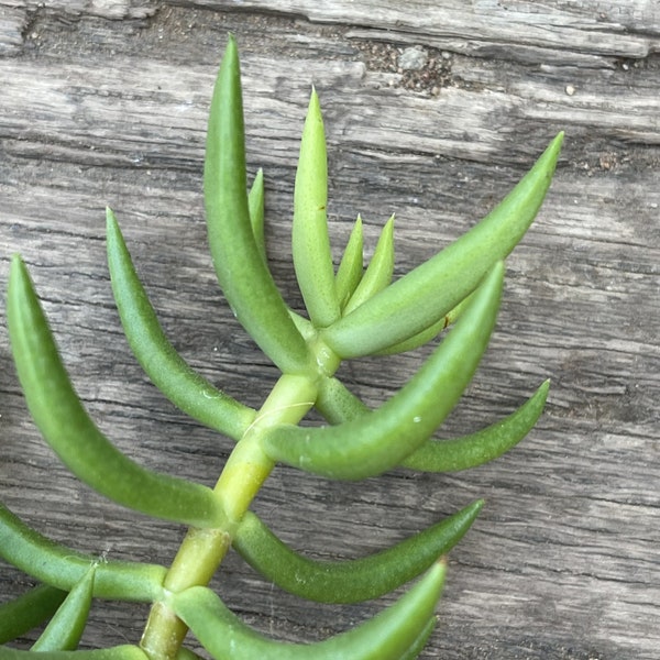 Cuttings - Crassula tetragona ‘Miniature Pine Tree’ - unrooted plant clippings, for arrangements, diy succulents, grow-your-own, live plants