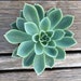 Echeveria 'Blue Atoll' succulent plant, live ROOTED outdoor succulent plant gift, 2' or 4', succulents for gardens and arrangements, wedding 