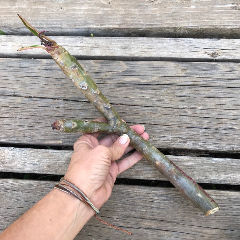 8-10cutting live plant UNROOTED tropical succulent Rare Plumeria /'Charlotte Ebert/' CUTTING large pink flowers Hawaiian flowering tree