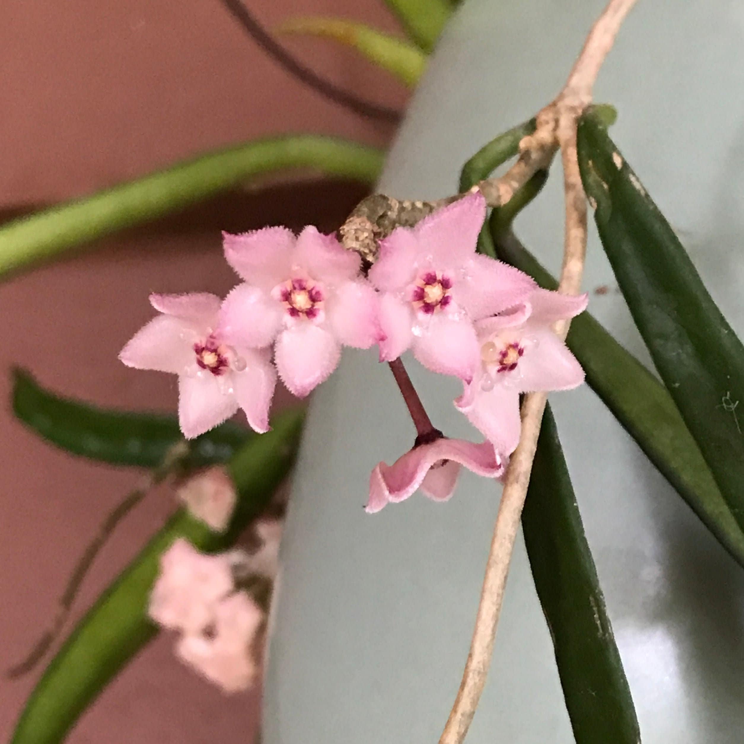 Hoya Shepherdii 'string Bean Hoya' Hanging Houseplant Etsy