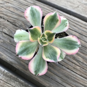May include: Overhead view of a succulent plant with green, white, yellow, and pink variegated leaves. The plant is in a small black pot, set against a weathered wooden surface. The leaves have a soft, textured appearance.