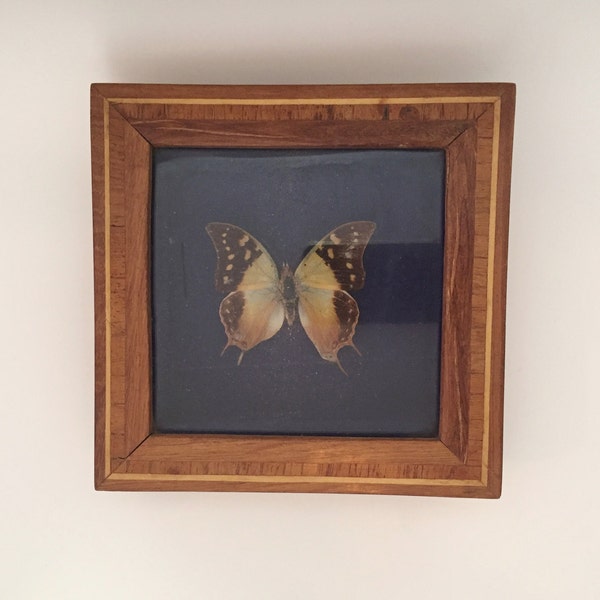 Cadre Papillon Naturalisé Enthologie Vintage / French Vintage Real Framed Butterfly