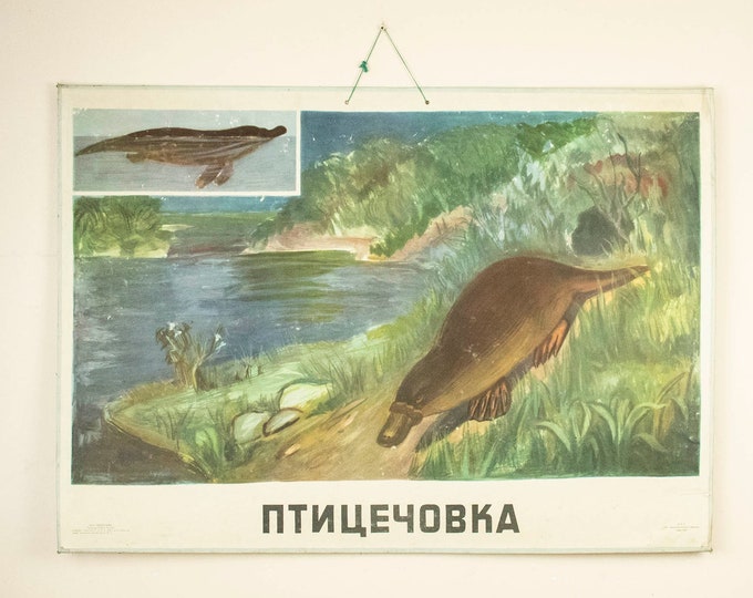 Large Vintage School Poster Platypus, Zoological Poster, 1960s School Poster Platypus