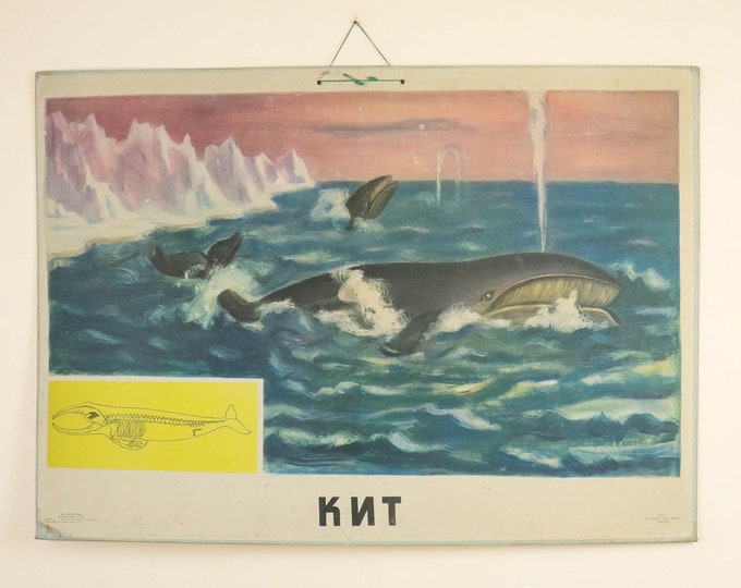 Large Vintage School Poster Whale, Zoological Poster, 1960s School Poster Whales