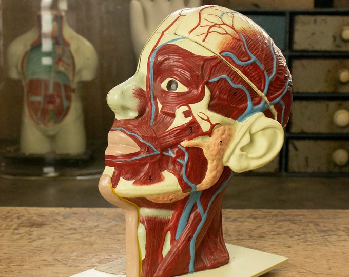 Vintage Cellulose Anatomical Model of a Human Head