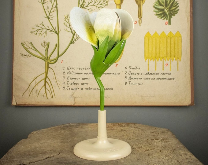 Vintage Botanical Model of a Pea Flower