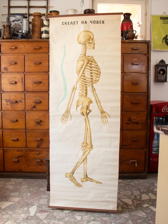 Vintage Bulgarian Anatomical School Poster – Human Skeleton – 1981
