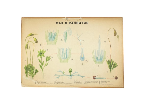 Vintage Bulgarian School Biology Poster – Moss and Development