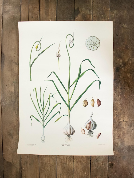 Vintage Bulgarian Botanical School Poster – Garlic (Чесън)