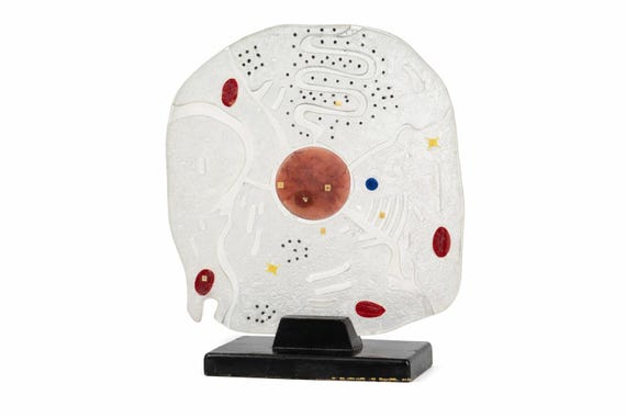 Vintage Eukaryotic Animal Cell Model