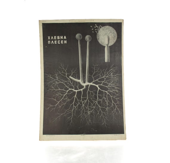 Vintage Bulgarian School Biology Poster – Bread Mould (Rhizopus)