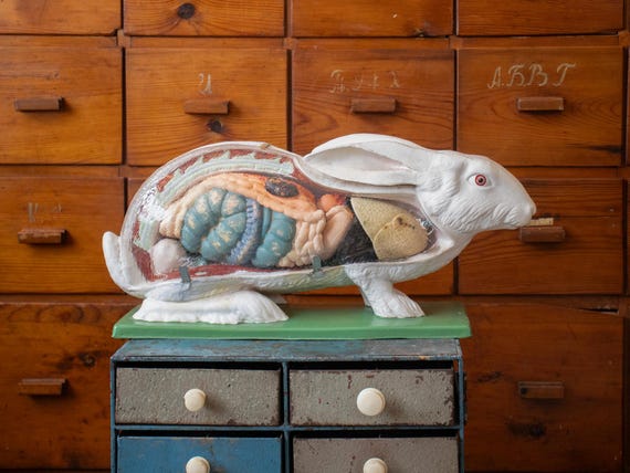 Vintage Bulgarian Rabbit Anatomy Model – Large Celluloid Zoology Teaching Model