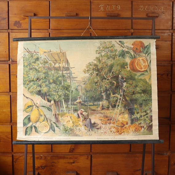Antique German Botanical Wall Chart – Lemons & Oranges, c. 1900
