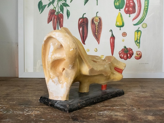 Vintage Human Anatomy Model of Ear