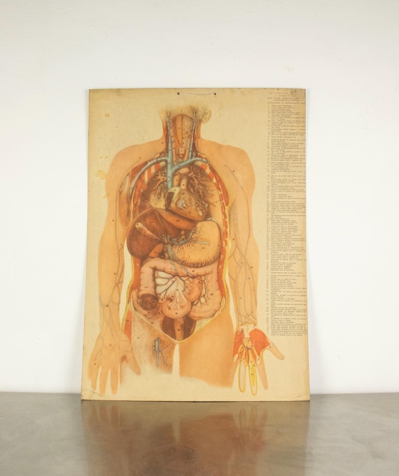 Double-Sided Vintage Anatomy Poster