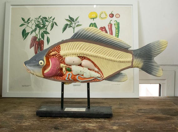 Vintage Celluloid Fish Anatomy Model