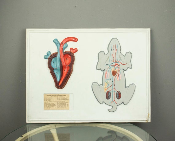 Vintage Zoology Board Circulatory System of a Mammal
