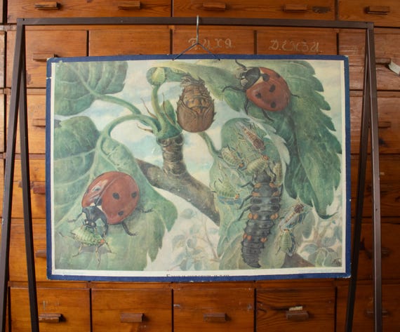 Vintage Soviet Educational School Poster – Ladybug Life Cycle & Aphids (1960)