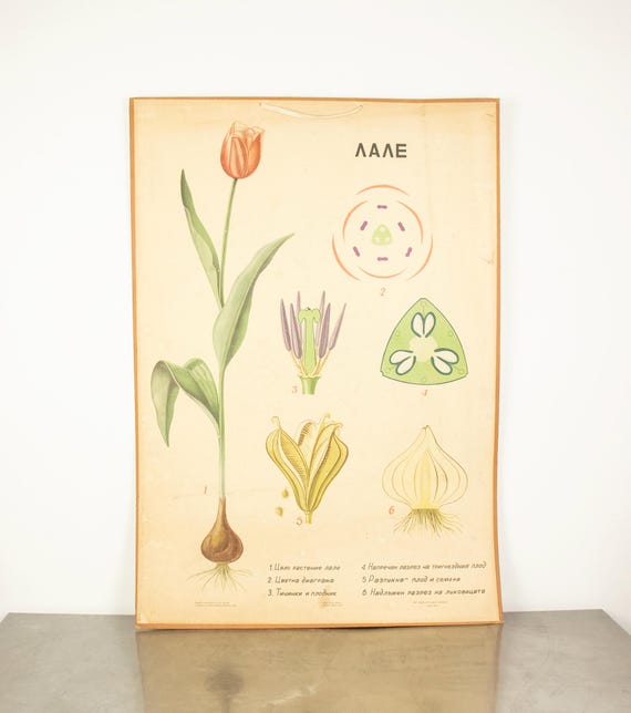 Large Vintage Botanical Tulip Educational Poster