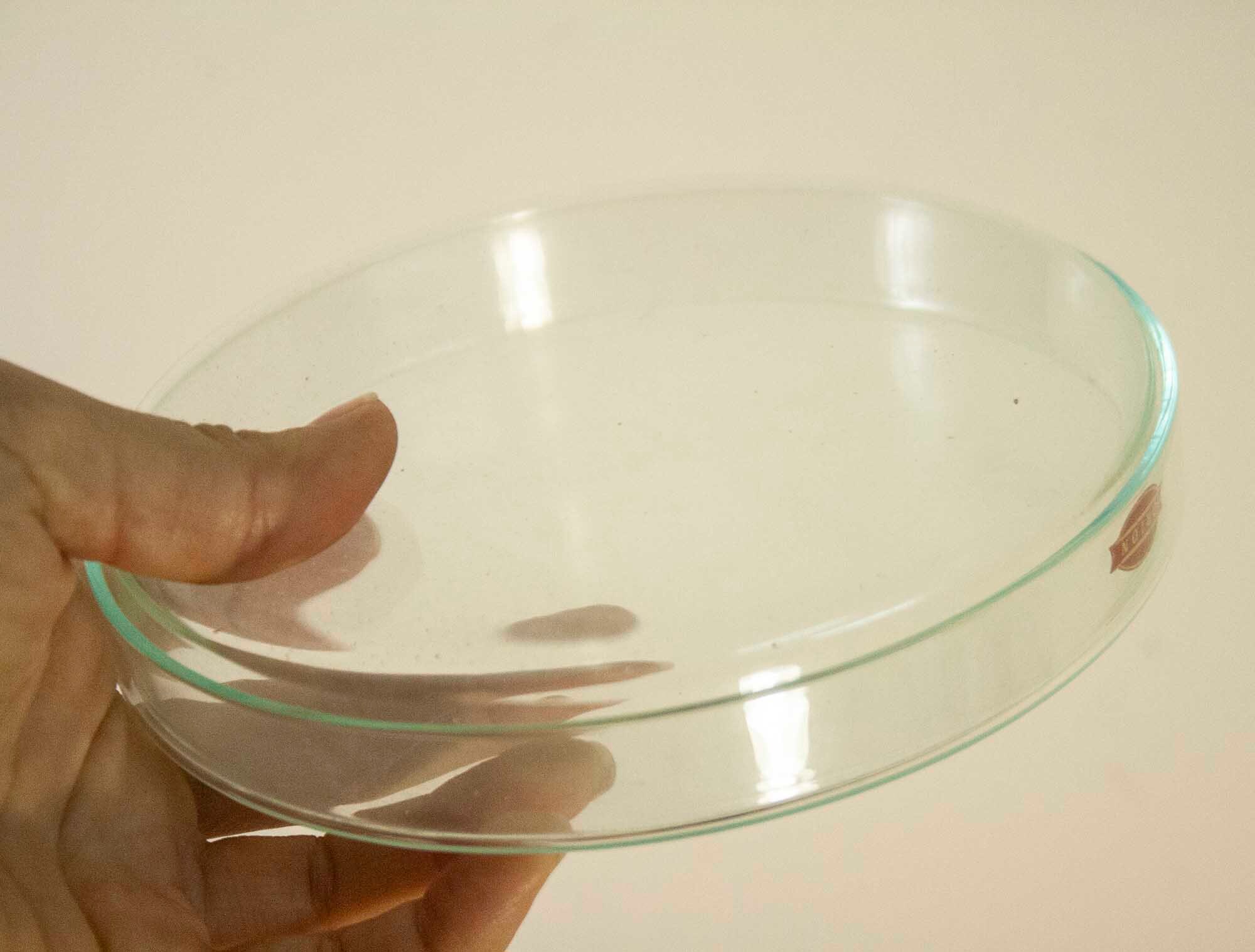 Set of 3 Large Vintage Petri Dishes Vintage Lab Petri Dishes Etsy