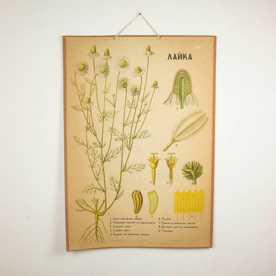 Large Vintage Botanical Cardbord Poster Chamomile
