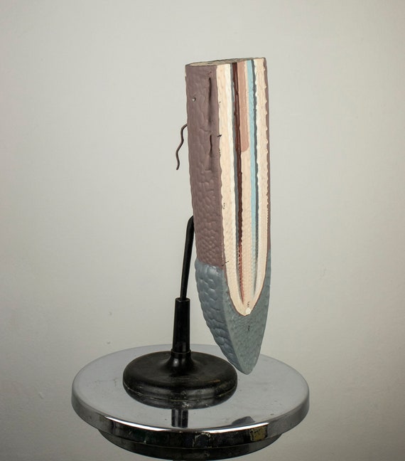 Vintage Cellulose Botanical Model Anatomy of a Root