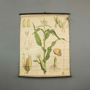 Tableau scolaire botanique antique du plant de maïs (Zea Mays) des années 1900