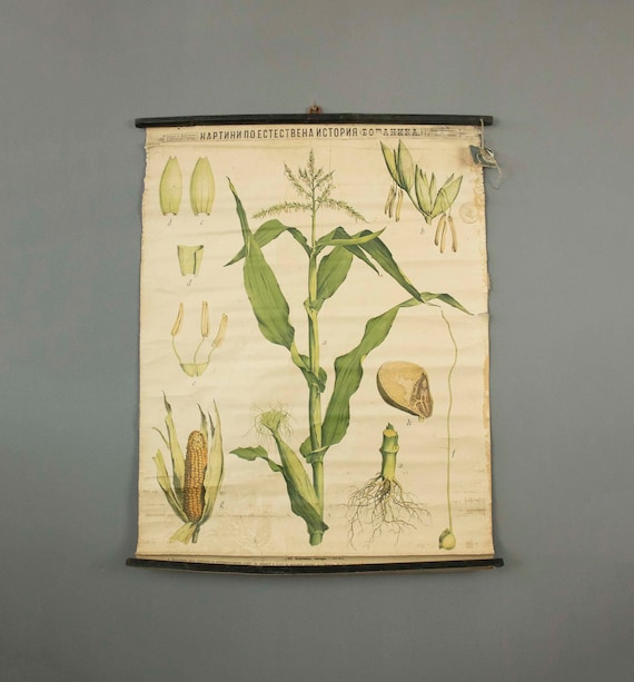 Antique Botanical School Chart of the Corn Plant  (Zea Mays) 1900s